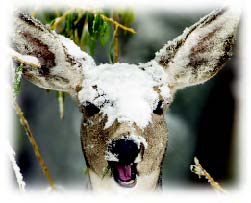 Animal Lovers - deer - Christmas joy